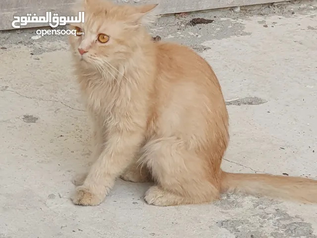 قط شيرازي مشرد يبحث عن متبني