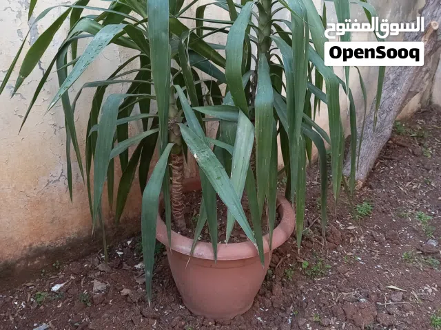 شجر يوكا للبيع