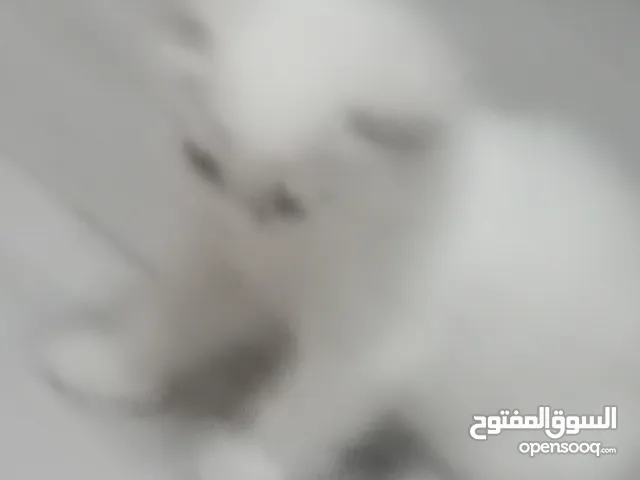 قطه شعرانيه كيوت شيرازيه