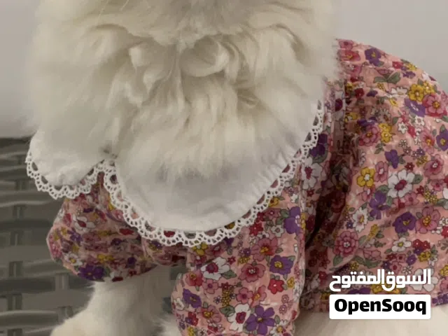 قط شيرازي للتبني