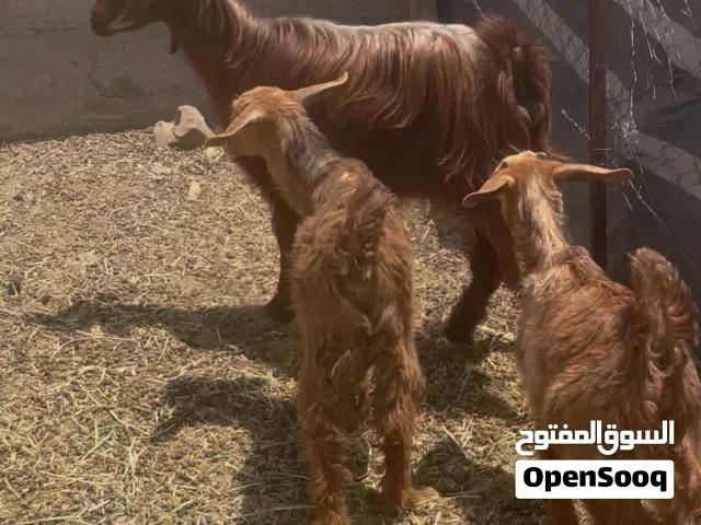 للبيع شاه وسخلات ثنتين