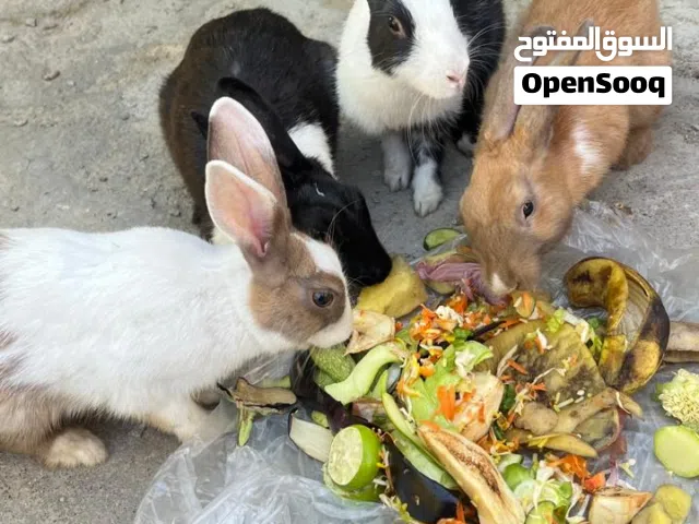 أرانب عمانية متوسطة العمر يتكاثرن بإستمرار