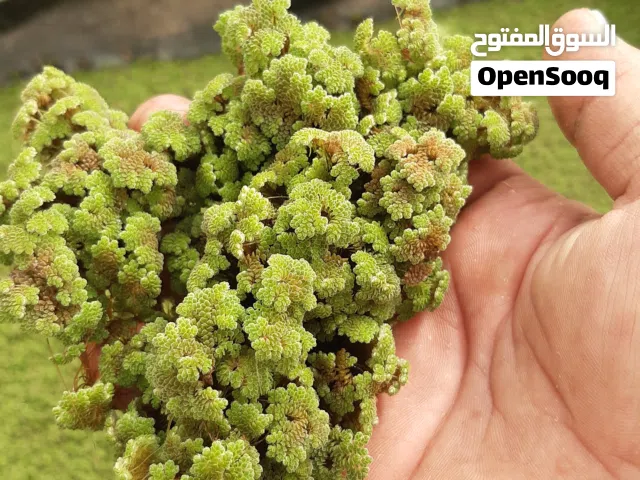 ازولا الاردنيه