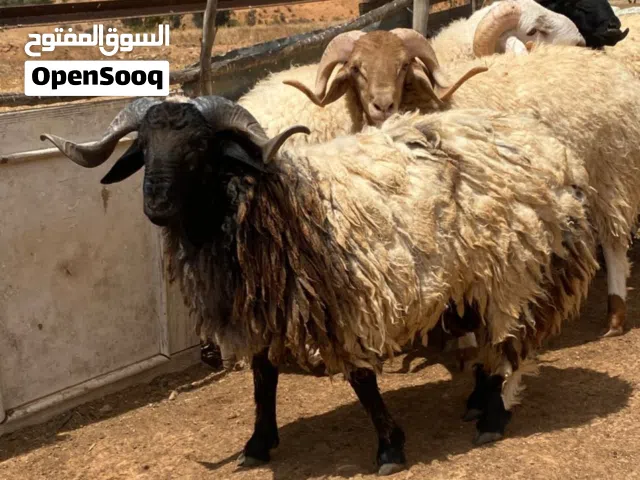 أضاحي عيد الله إيبارك