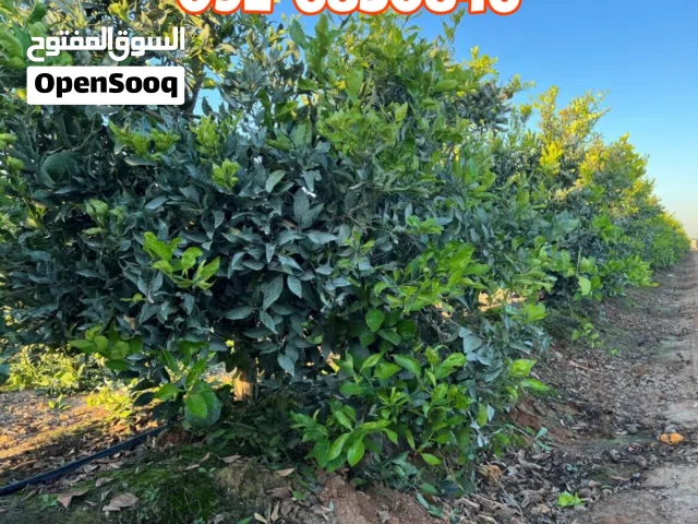 Residential Land for Sale in Tripoli Qasr Bin Ghashir