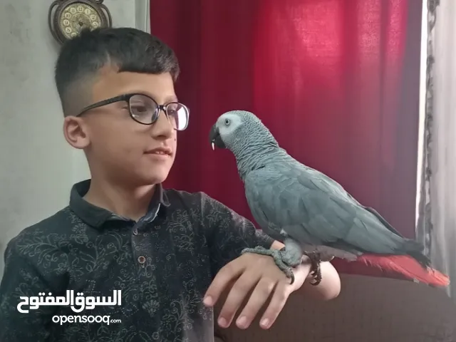 كاسكو متكلم اليف جدا ريش كامل حجم جامبو