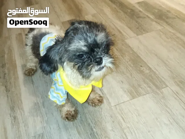 شيتزو للبيع تربية بيت