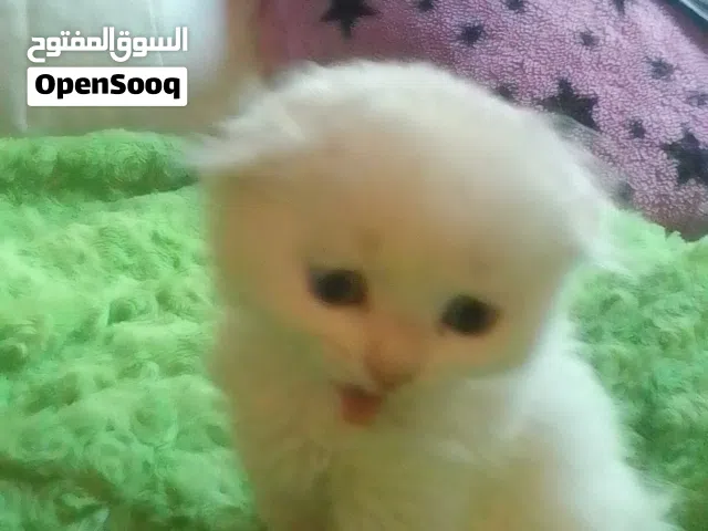 قطط للبيع  بسعر متنوع موجوده  بصويلح