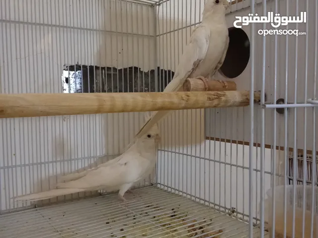 زوج كوكتيل البينو بزارات للبيع اقرة الوصف
