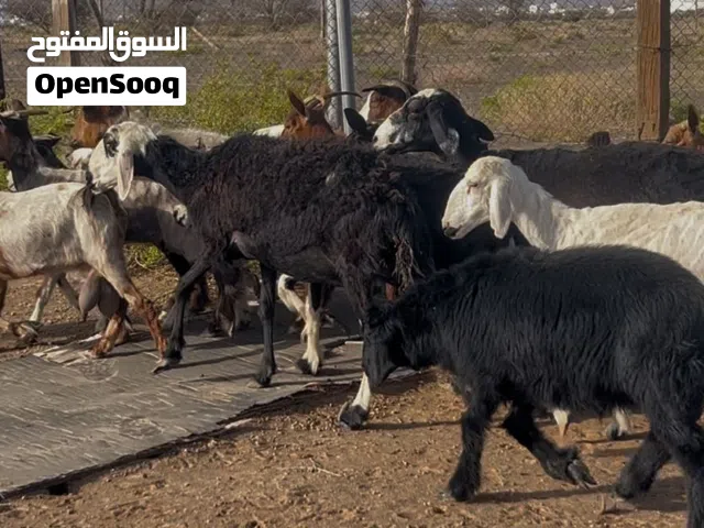 أضاحي للبيع بأسعار منافسة للسوق