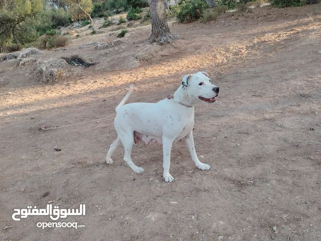 للبيع نثى بتبل