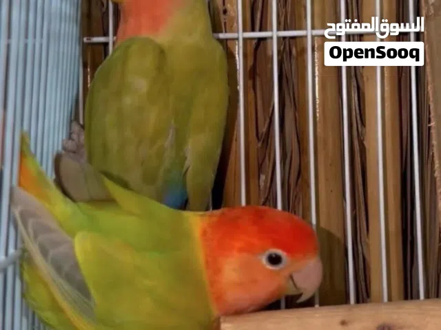للبيع طيور حجل و بادجي و فيشر وروز