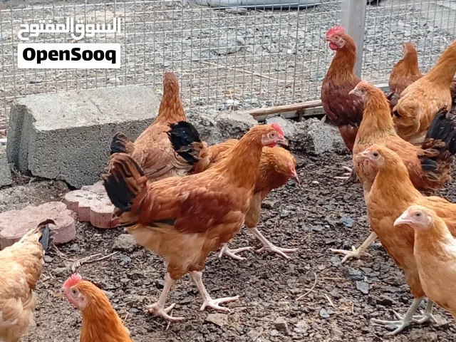 دجاج فرنسي الأحمر عمر 4 أشهر