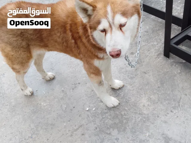 كلب ها يكي