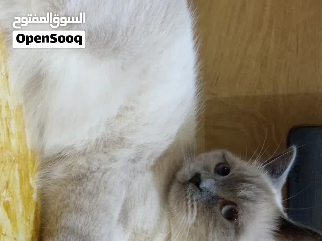 قطه انثى هملايا تركي للبيع