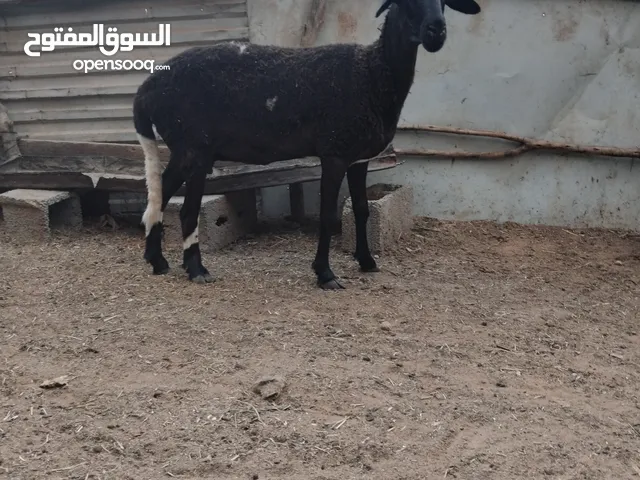 سلام عليكم اقرا وصف