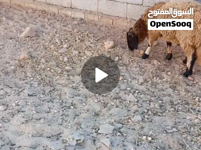 حولي وطني للبيع