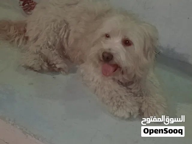 مطلوب انثى لتزاوج