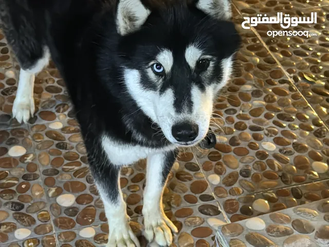 كلب هاسكي ذكر