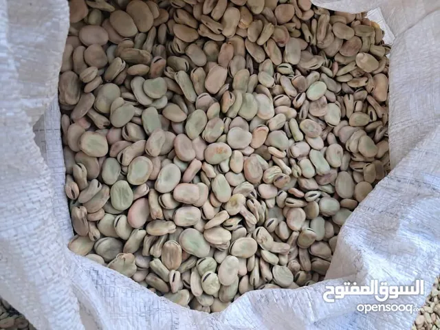 باقلا خشک بسیار تمیز و با کیفیت تازه و سبز از مزارع ایران