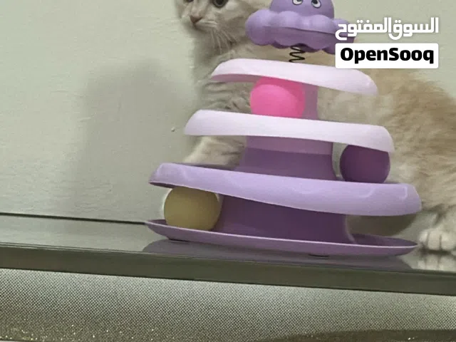 قطه ماعرف نوعه بس جميل عمره ثلاث شهور مع كامل اغراضه