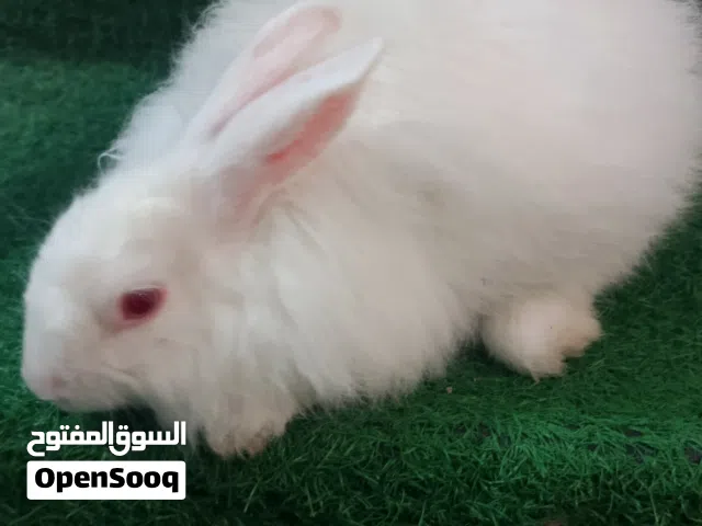 ارنب عيون حمر امريكي شعر كثيف