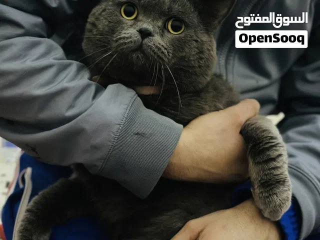 برتش عمر سنه ونص  قطوس الله يبارك