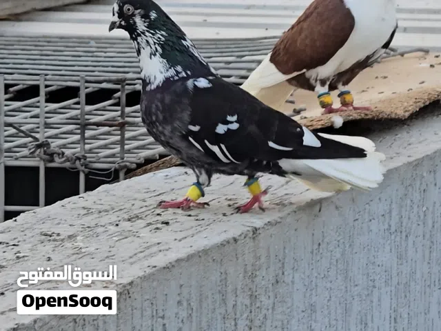 حمام كش وأزواج زاجل وسوري