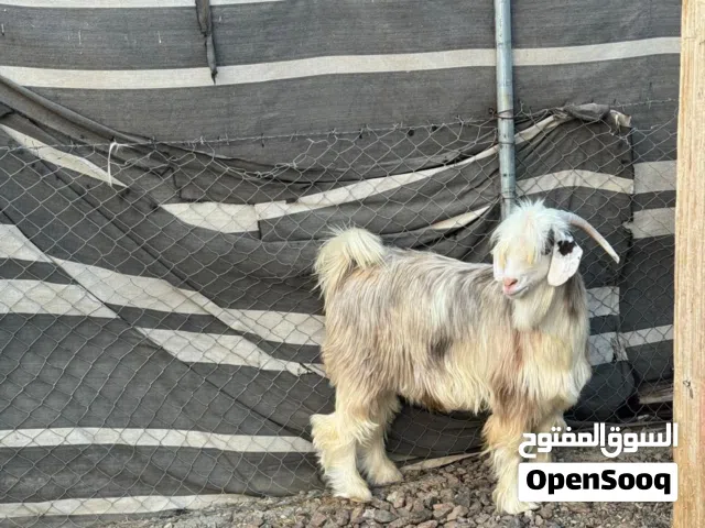 تيس للبيع مطلوب 220