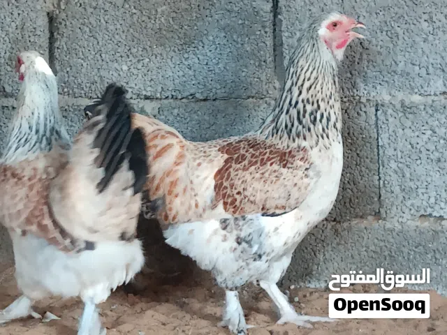 دجاج عربي غليظ وهجين براهما