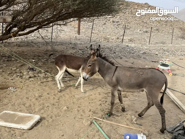 حماير العدد 2