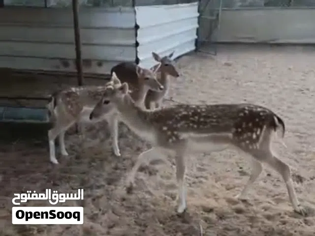 غزلان للبيع