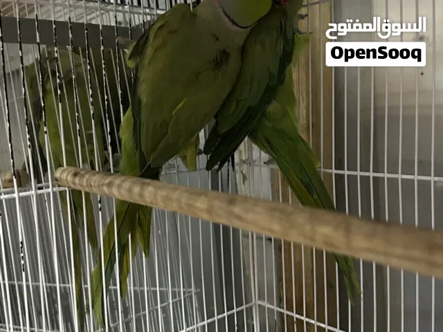 للبيع زوج دره