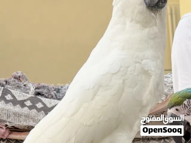 كوكاتو امبريلا عمره 6 شهور تقريبا