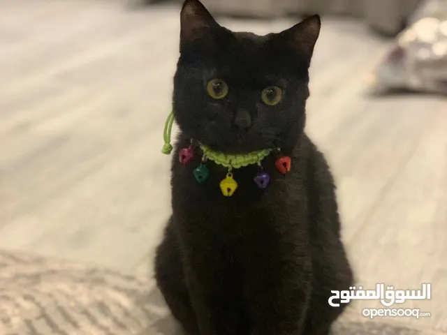 Adoption Notice: Loving Homes Needed for Persian and Ragdoll Cats