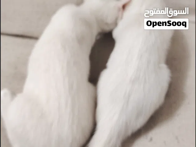 Angora kittens for free adoption