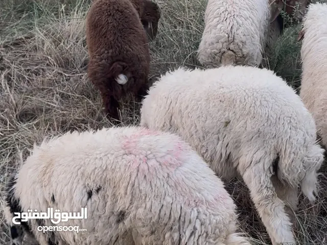 غنم طليان عدد 8