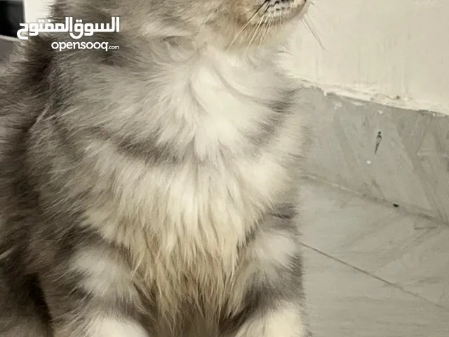 قط ذكر شيرازي نشيط يحب العب للبيع
