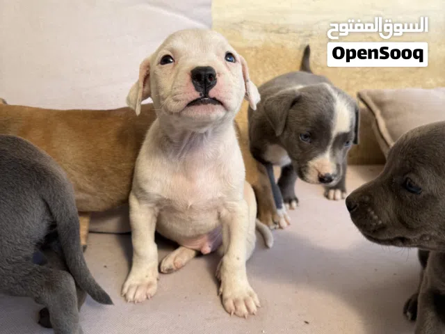 بيتبول مواصفات عاليه العمر 43 يوم