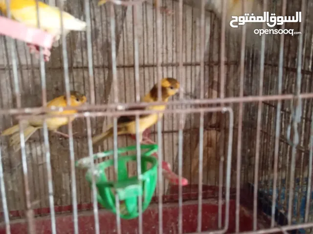 فراخ كنار وجواز كوكتيل للبيع