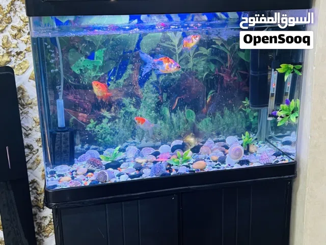 حوض سمك للبيع