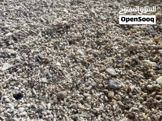 صبان للبيع  Seashell for sale