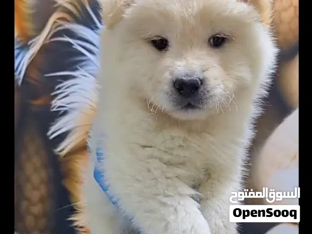 تشاو تشاو مستوى عالي ذكر ...مع جميع المطاعيم ومايكروشيب