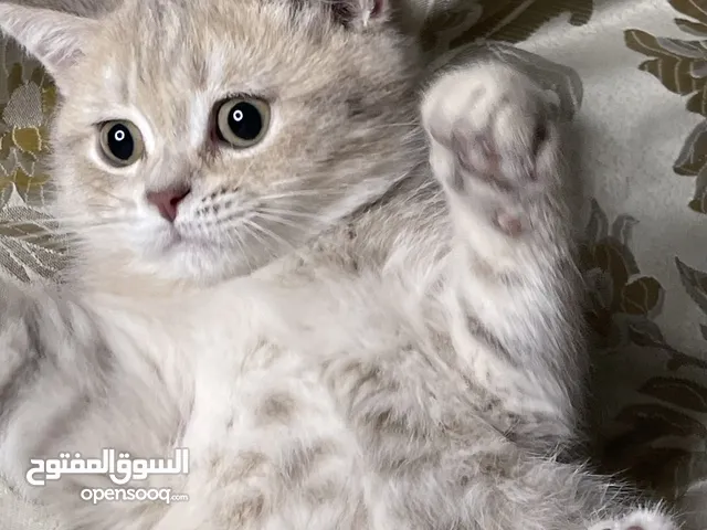 قطط للبيع وللتبني : قطط صغيرة : قطط شيرازي : قطط فرعونية : اسعار قطط في  السعودية