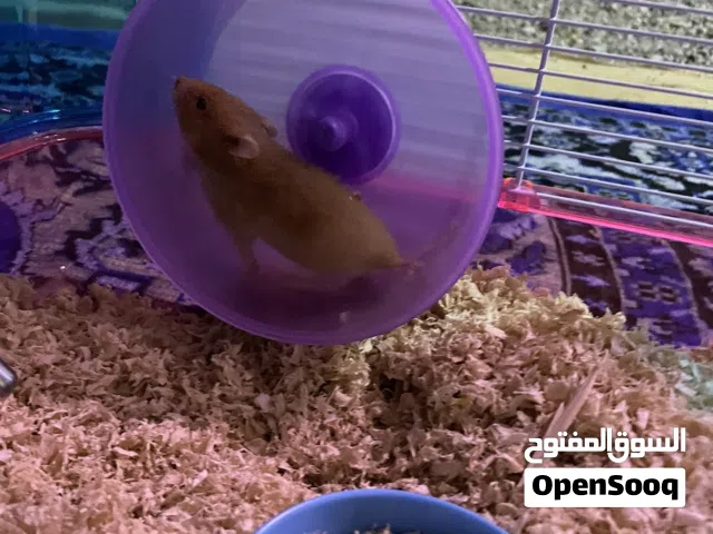 زوج همستر أليفات جدا مع لقفص