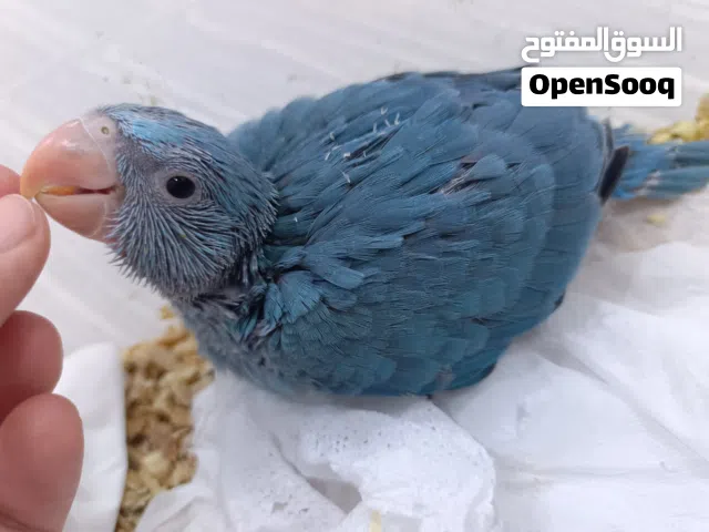 دره هندي ازرق