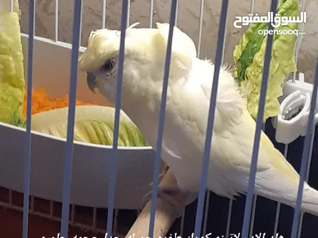 طيور حب بادجي كورك رينبو