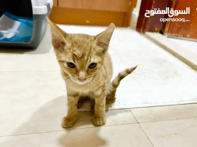قطة صغيرة للتبني - kitten for adoption