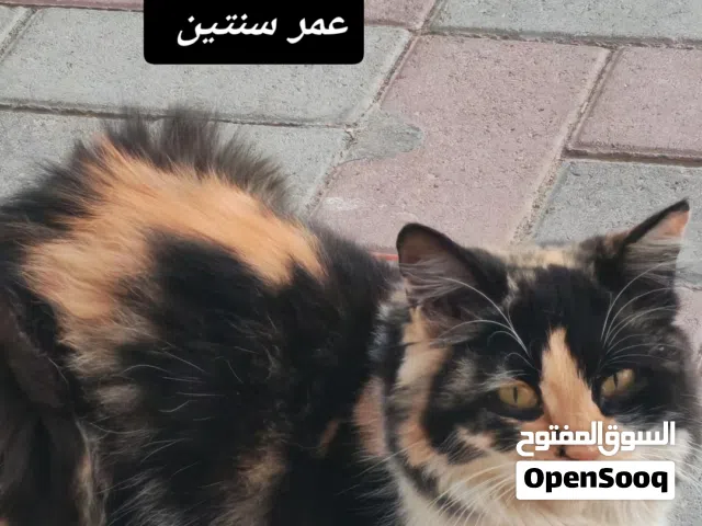 قطة للبيع مكس لا اعرف نوع أمها