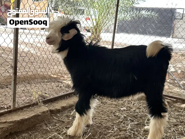 للبيع سخلان